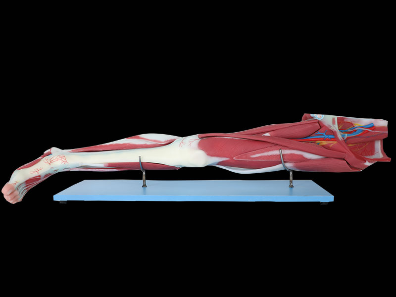 Dissection Of Lower Limb Soft Anatomy Model