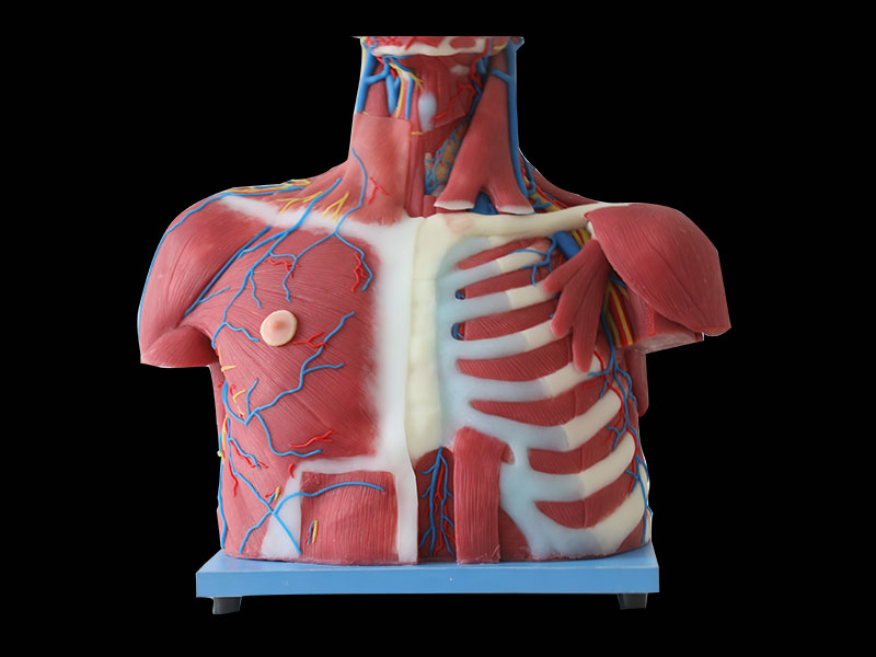 Median Vascular And Nerves Of Head, Neck And Prethoracic Soft Anatomy Model