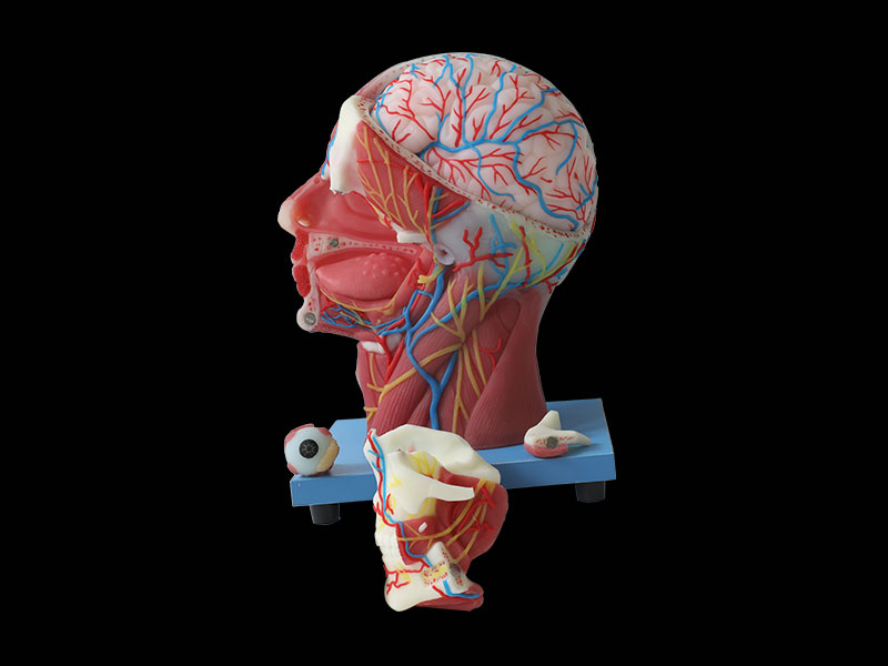 Superficial, Median And Deep Arteries, Veins, Vascular And Nerves Of Head And Face Soft Anatomy Model