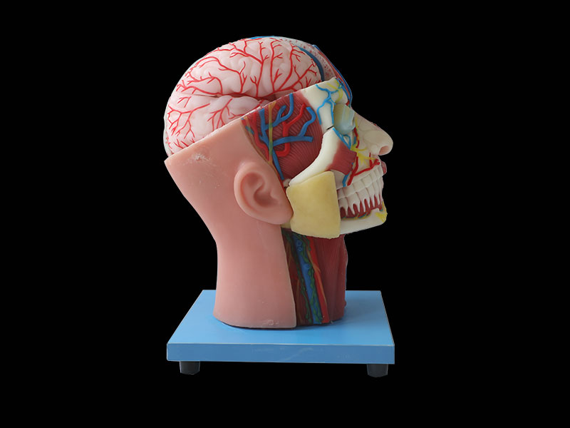 Cerebral Artery And Superficial, Median And Deep Arteries, Nerves And Lymph Of Head And Face