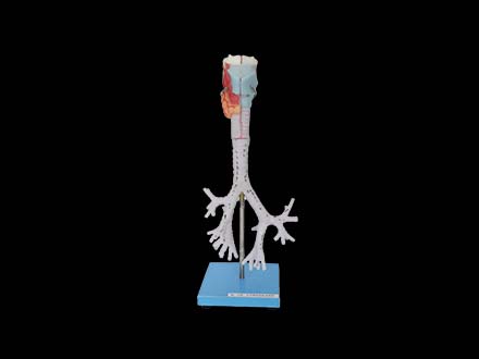 Larynx, trachea, bronchi soft silicone anatomy model 