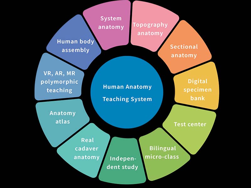 Human Anatomy Teaching System Price