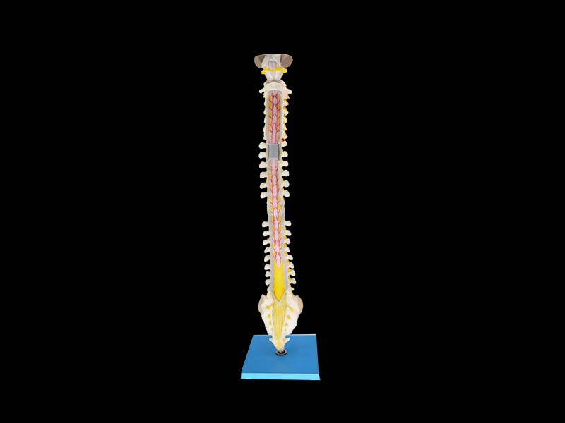 Spinal Cord Segmental Section and Vertebrae