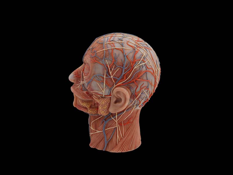 Head Simulation Model