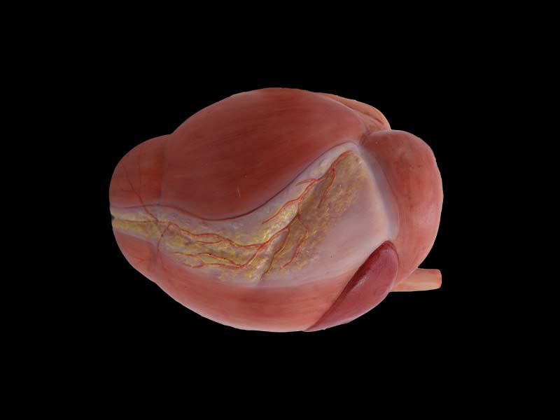 Stomach Soft Anatomy Model of Cow