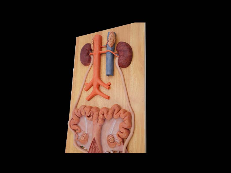 Soft Urinary System Model of Sow