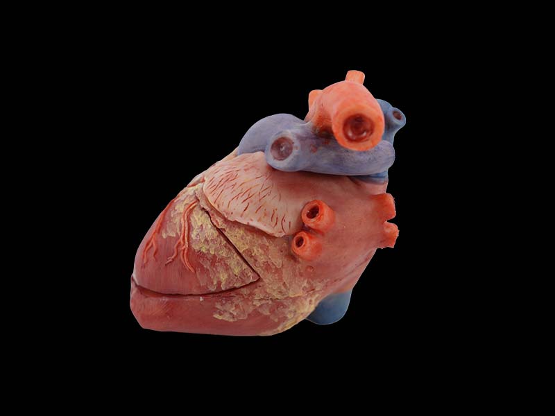 Pig Anatomical Model Heart