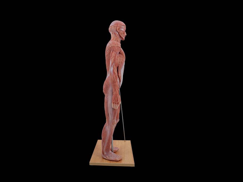 80cm Simulation Human Body Model