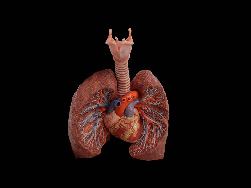 Silicone Anterior View of Lung Anatomy Model