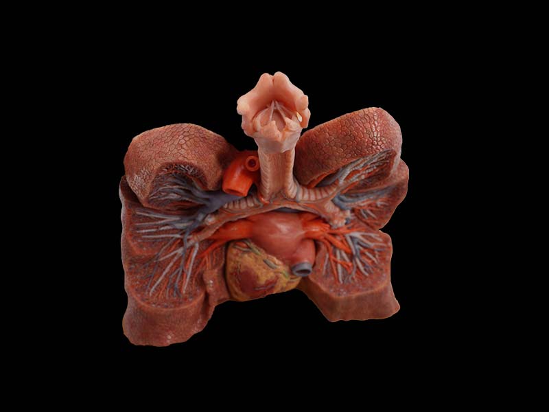 Soft Anatomical Lung Model