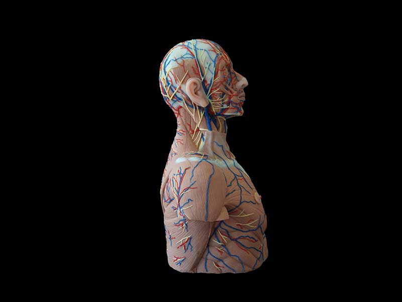 Head, Neck and Chest Simulation Model