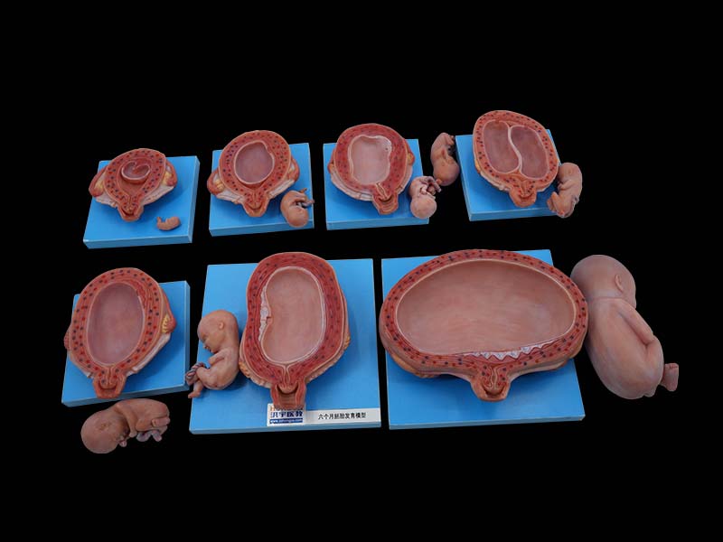 Embryonic Development Model