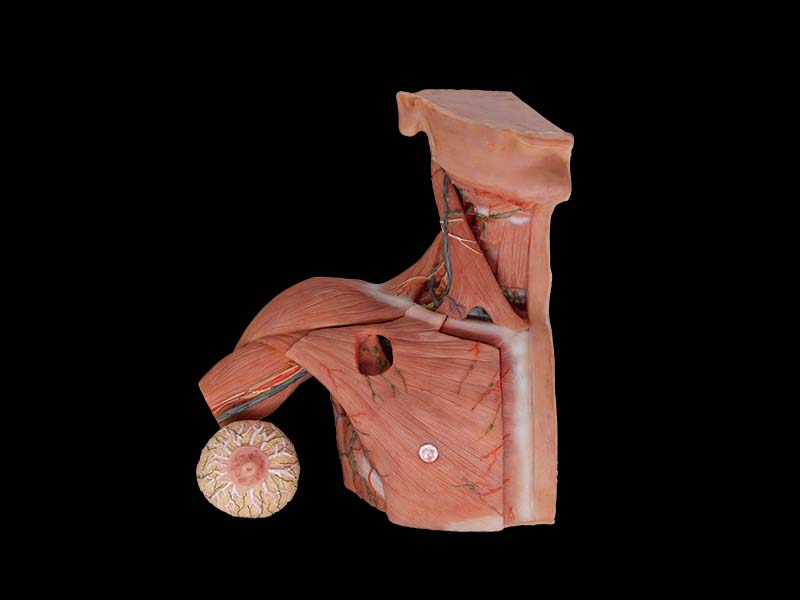 Breast, Axillary, Neck Lymph Simulated Model