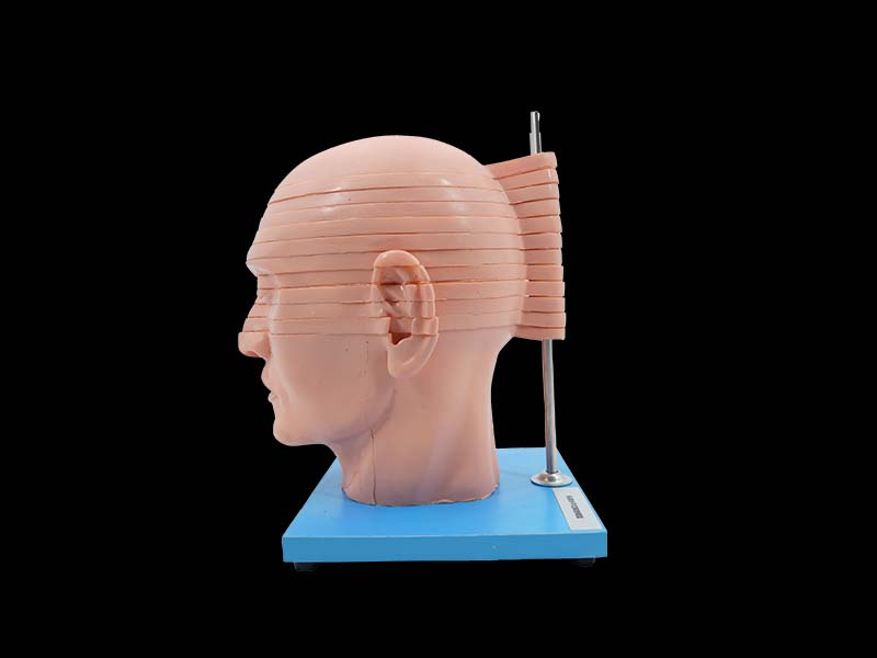 Horizontal Slices of Silicone Head Anatomy Model