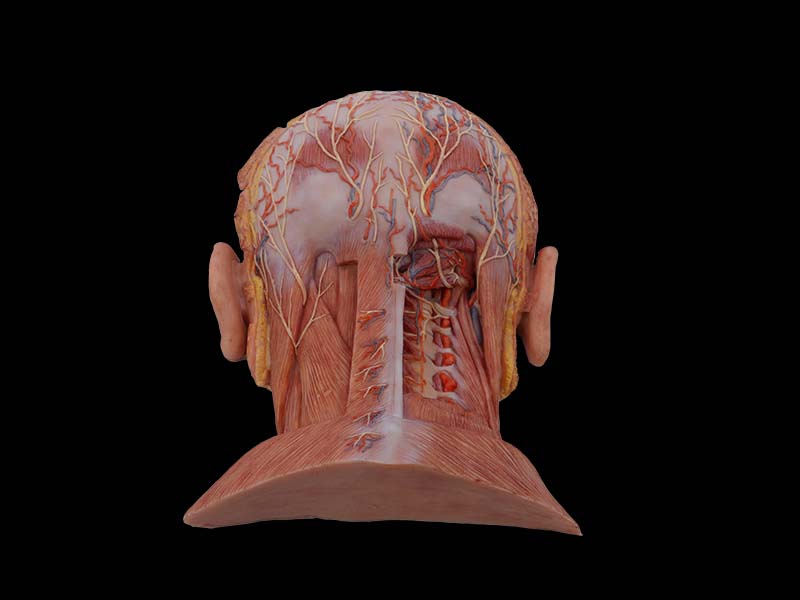 Soft suboccipital Triangle Model for Anatomy
