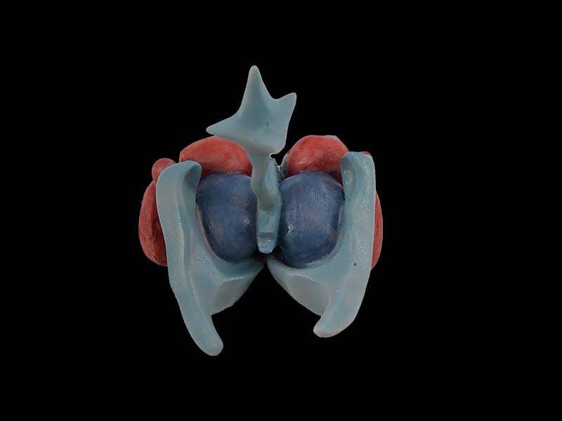 Ventricle And Basal Nerve Nucleus Simulation Silicone Specimen