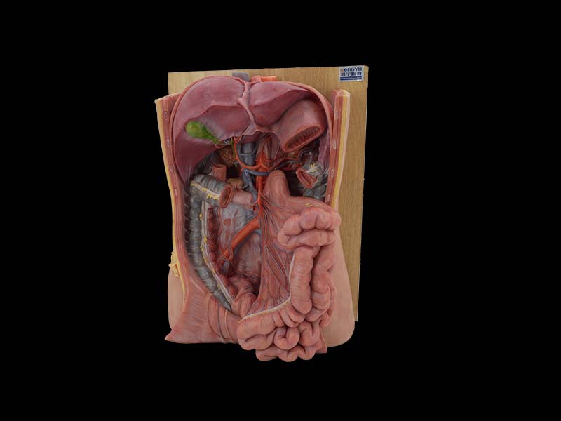 Coeliac Trunk Anatomical Model