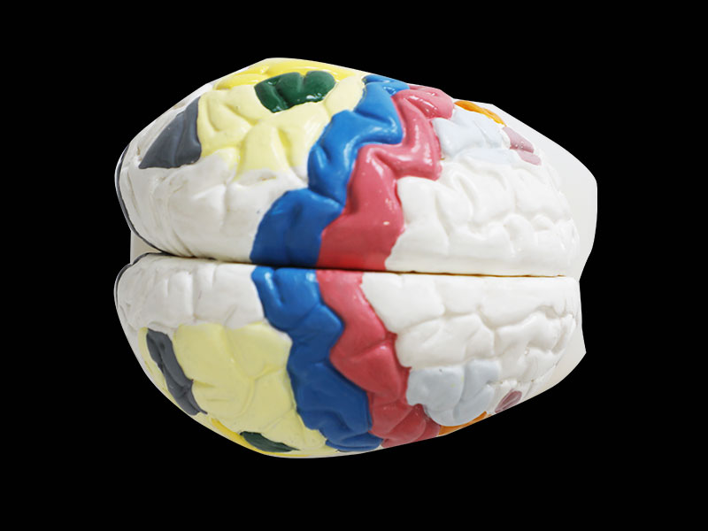 Brain Cortex Soft Anatomy Model
