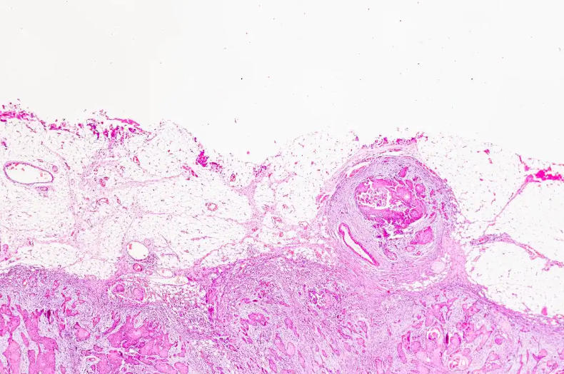 animal biological slice