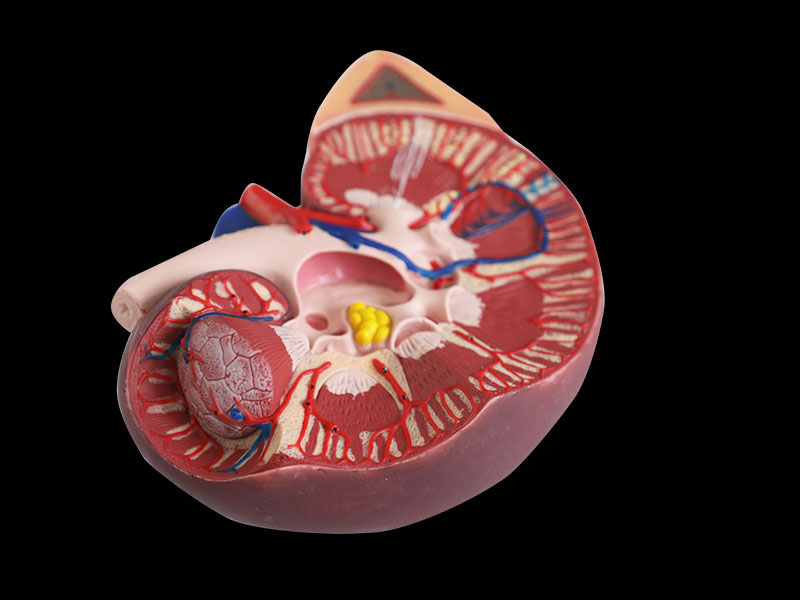 Kidney with Adrenal Gland Soft Anatomy Model