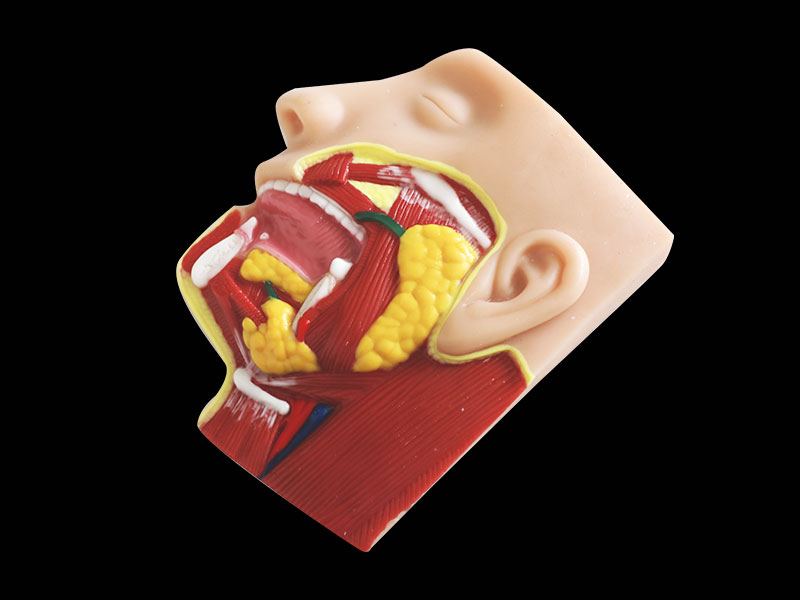 Human Salivary Glands Soft Silicone Anatomy Model