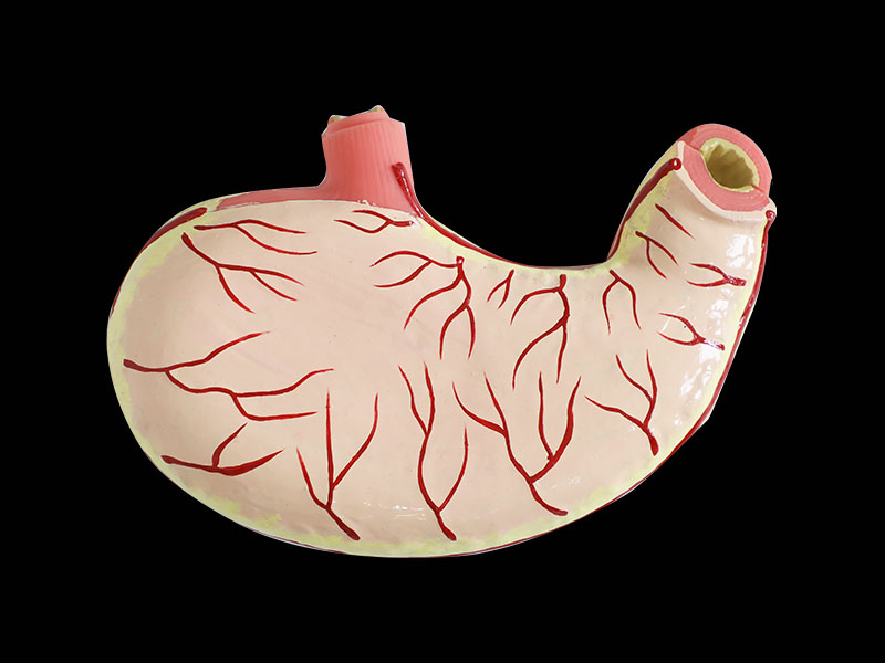 Human Stomach Muscle Soft Silicone Anatomy Model