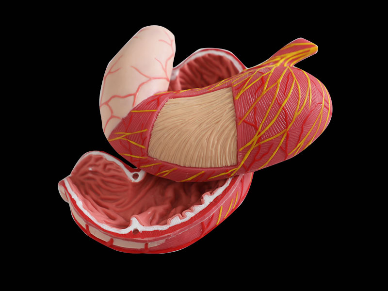 Stomach Soft Anatomy Model