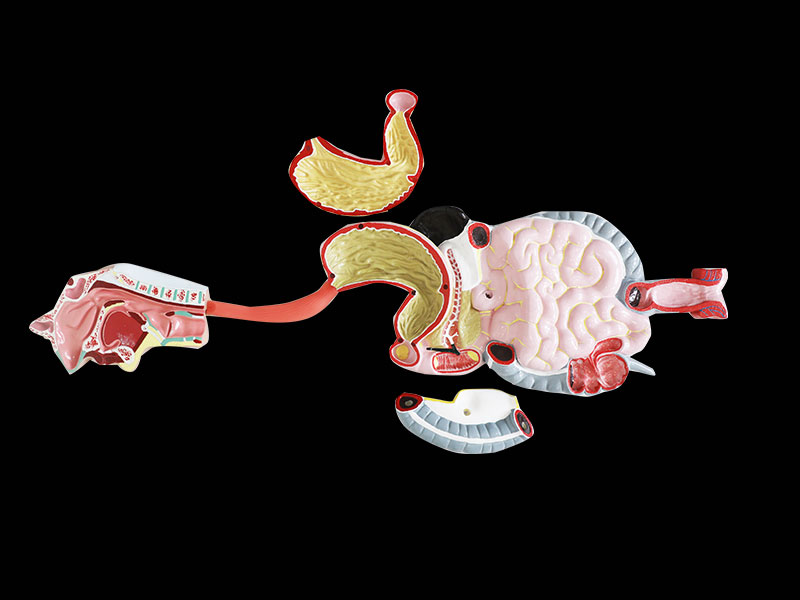 Human Digestive System Soft Silicone Anatomy Model