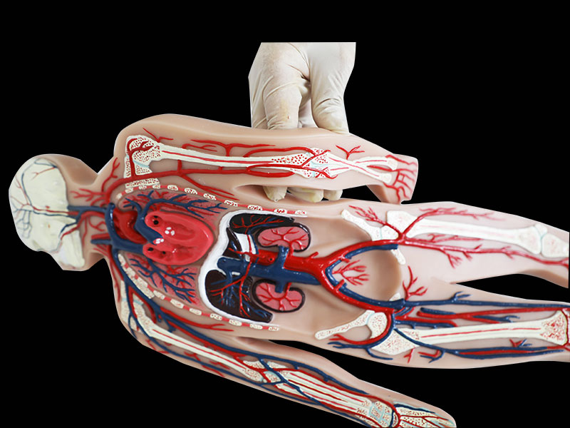Human Blood Circulation System Soft Silicone Anatomy Model