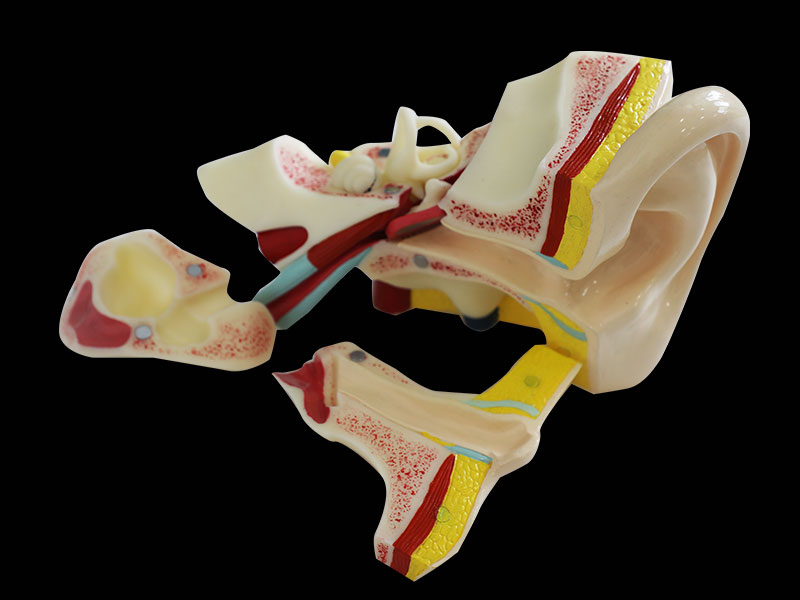 Human Right Ear Soft Silicone Anatomy Model