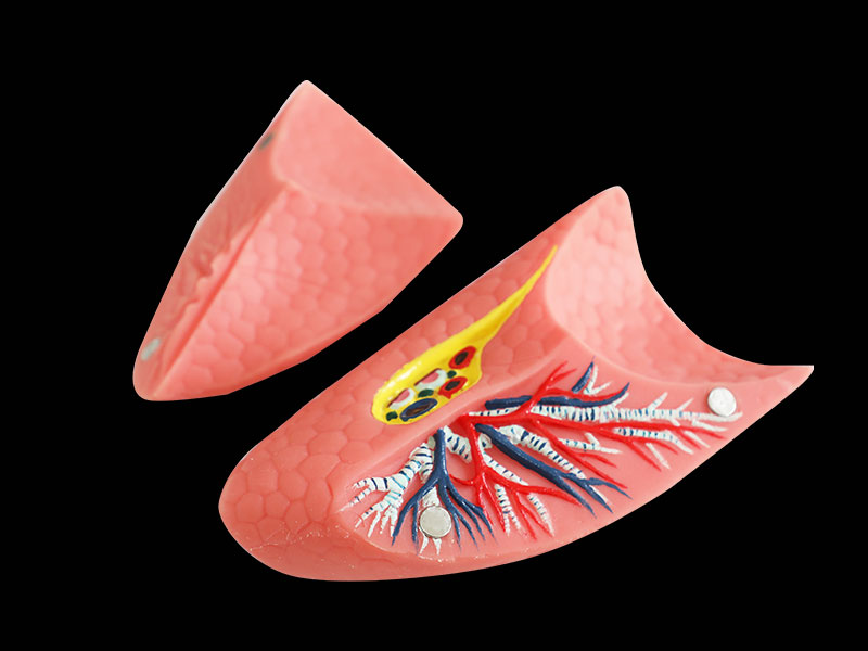 Double Lung Soft Anatomy Model