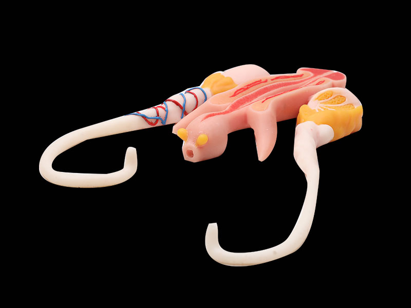 Human Male Reproductive Organ Soft Silicone Anatomy Model