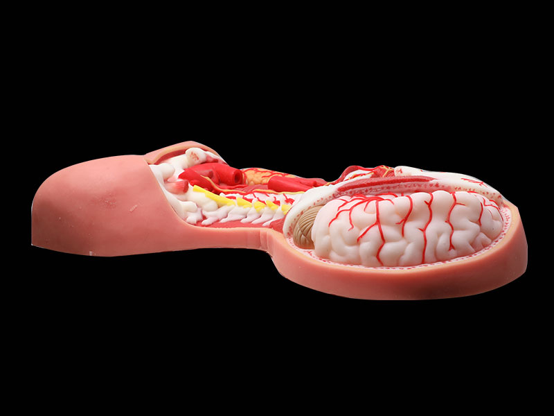 Human Deep Arteries And Nerves Of Head And Neck Soft Silicone Anatomy Model