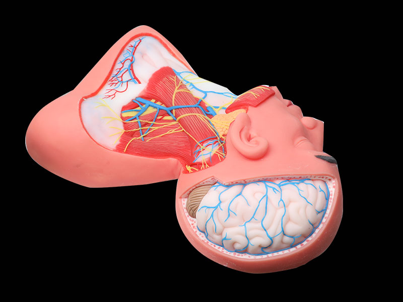 Human Superficial Arteries and Nerves of Head And Neck Soft Silicone Anatomy Model