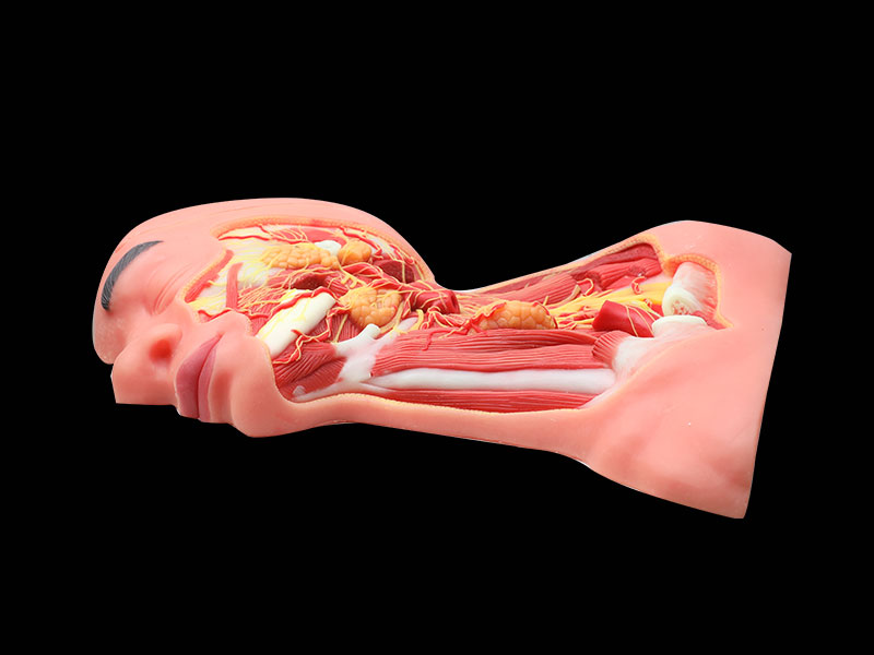 Human Middle Arteries And Nerves Of Head And Neck Soft Silicone Anatomy Model