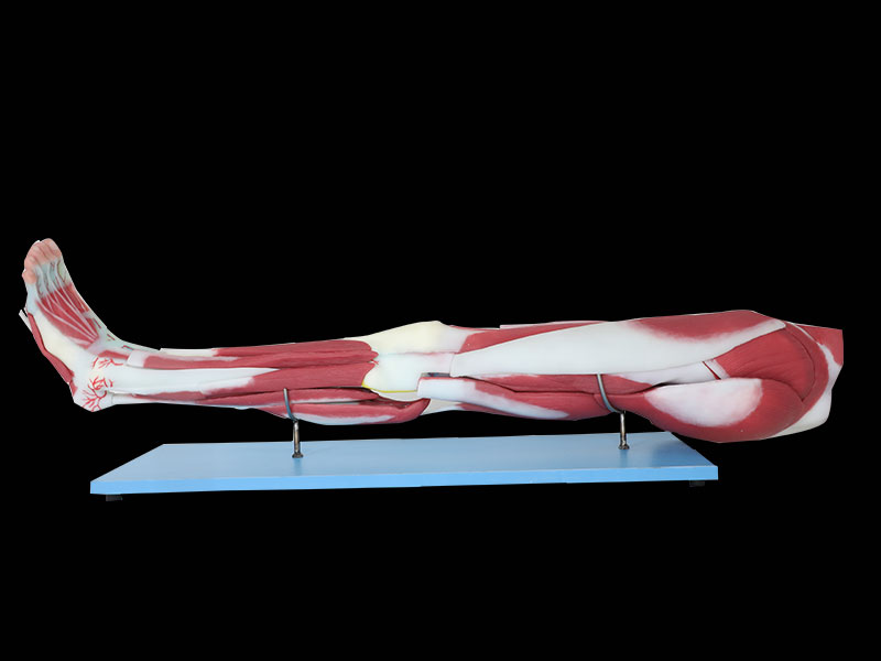 Dissection Of Lower Limb Anatomy Model