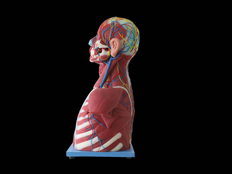 Median Vascular And Nerves Of Head, Neck And Prethoracic Anatomy Model