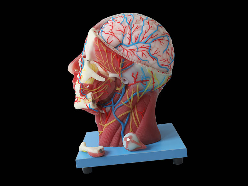 Superficial, Median And Deep Arteries, Veins, Vascular And Nerves Of Head And Face Anatomy Model