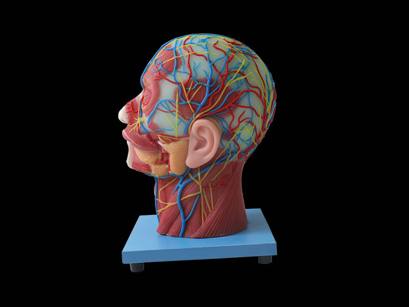 Cerebral Artery And Superficial, Median And Deep Arteries, Veins, Vascular, Nerves And Lymph Of Head And Face Soft Silicone Anatomy Model