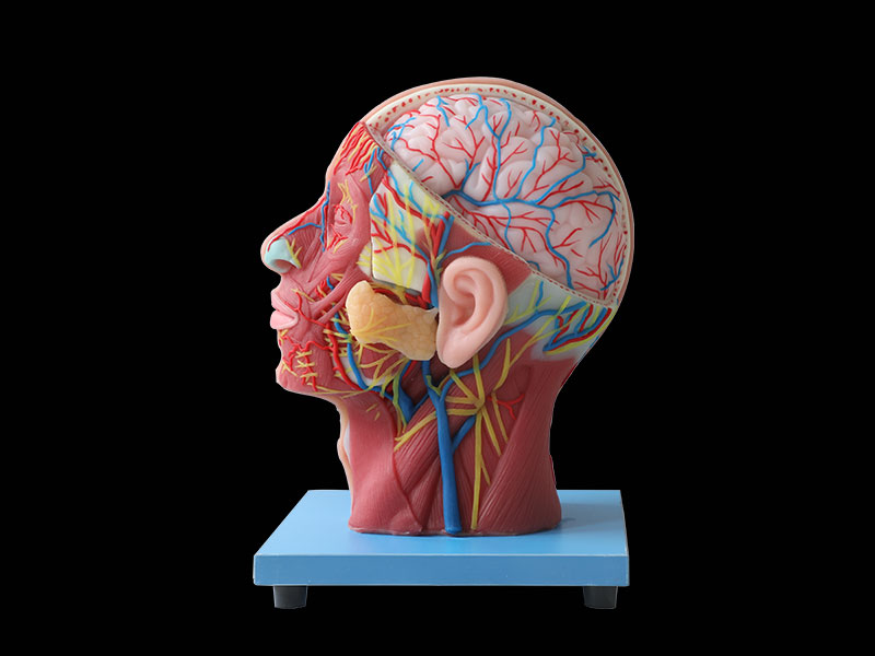 Superficial, Medial And Deep Arteries, Veins, Vascular And Nerves Of Head And Face Silicone Anatomy Model