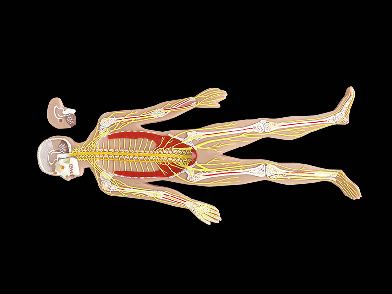 Sympathetic Nerve With Brain Soft Anatomy Model