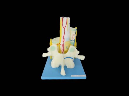 Relationship between Spinal Cord and Vertebrae Soft Silicone Anatomy Model 