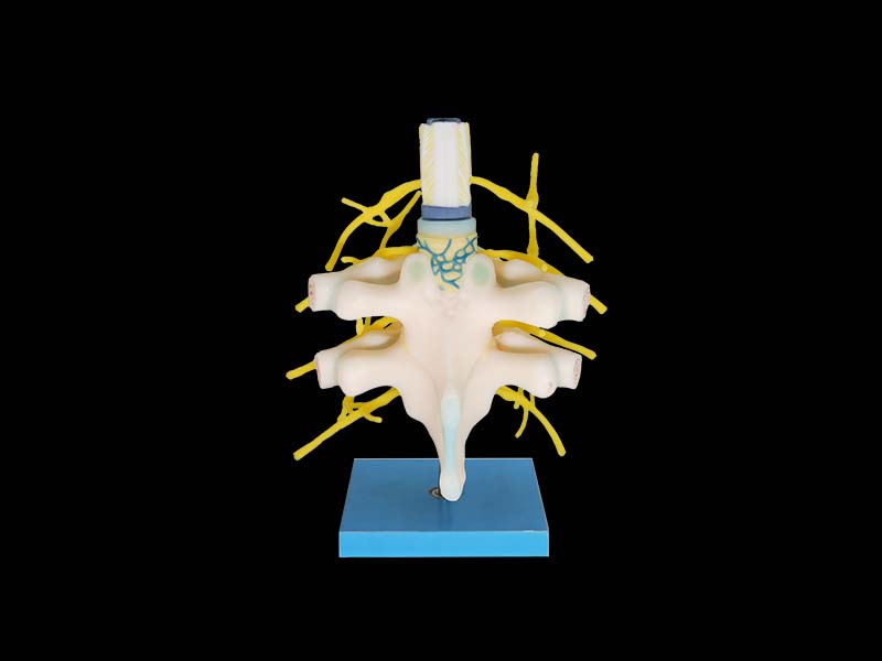 Sympathetic trunk silicone model