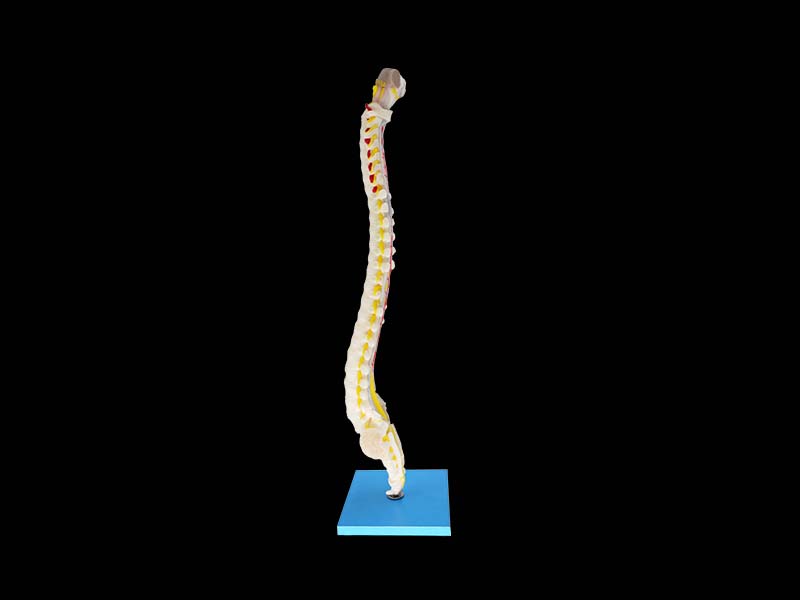 Spinal Cord Segmental Section and Vertebrae Anatomy Model