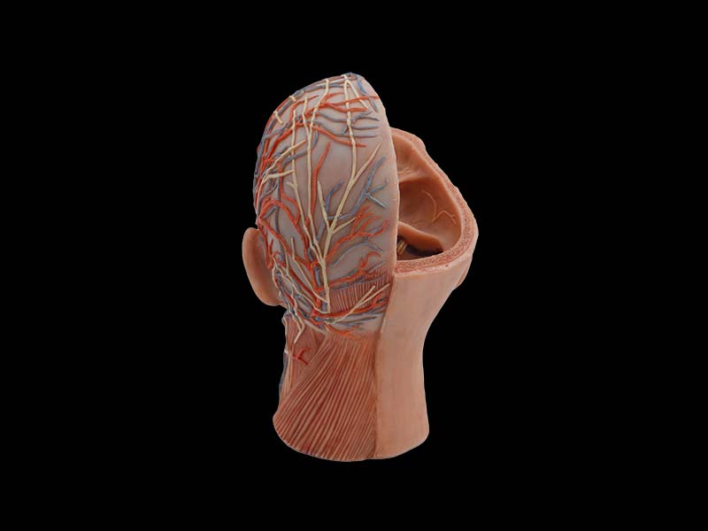 Head Silicone Simulation Model