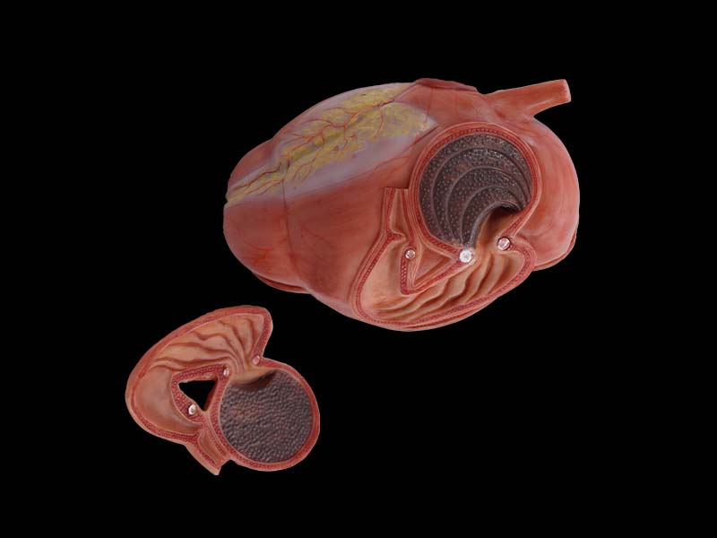 Stomach Silicone Anatomy Model of Cow