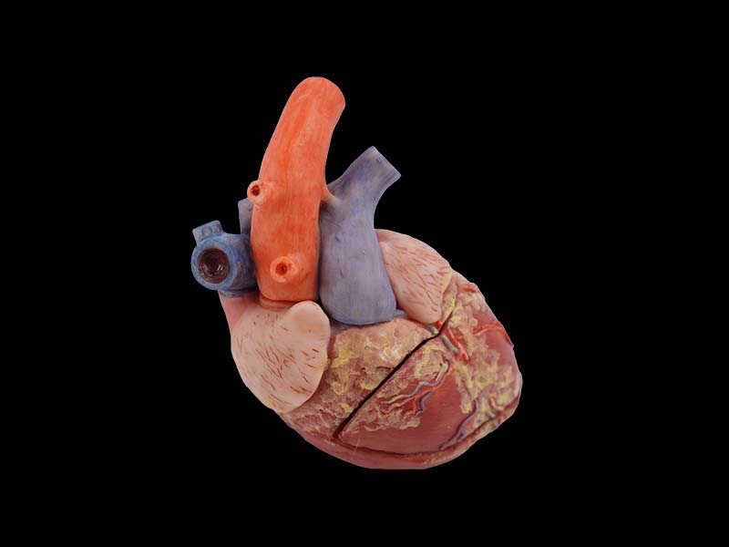 Anatomical Model Heart of Pig