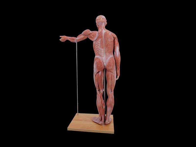 80cm Silicone Human Body Model