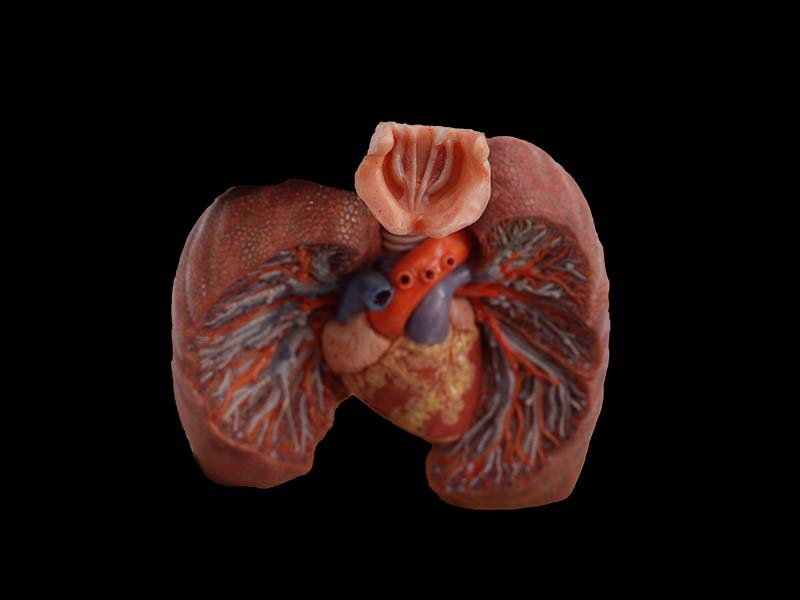 Lung Anatomy Model 