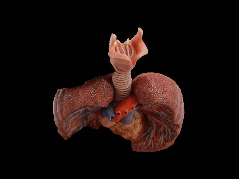 Simulation Anatomical Lung Model